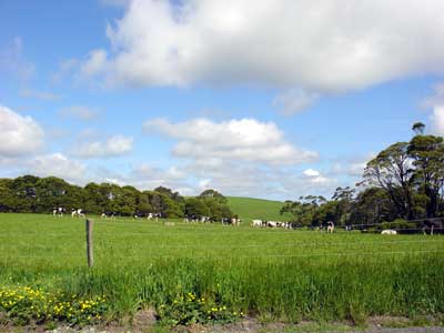Green hills, blue sky and a bunch of black and white cows