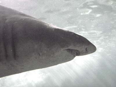 black and white shark photo